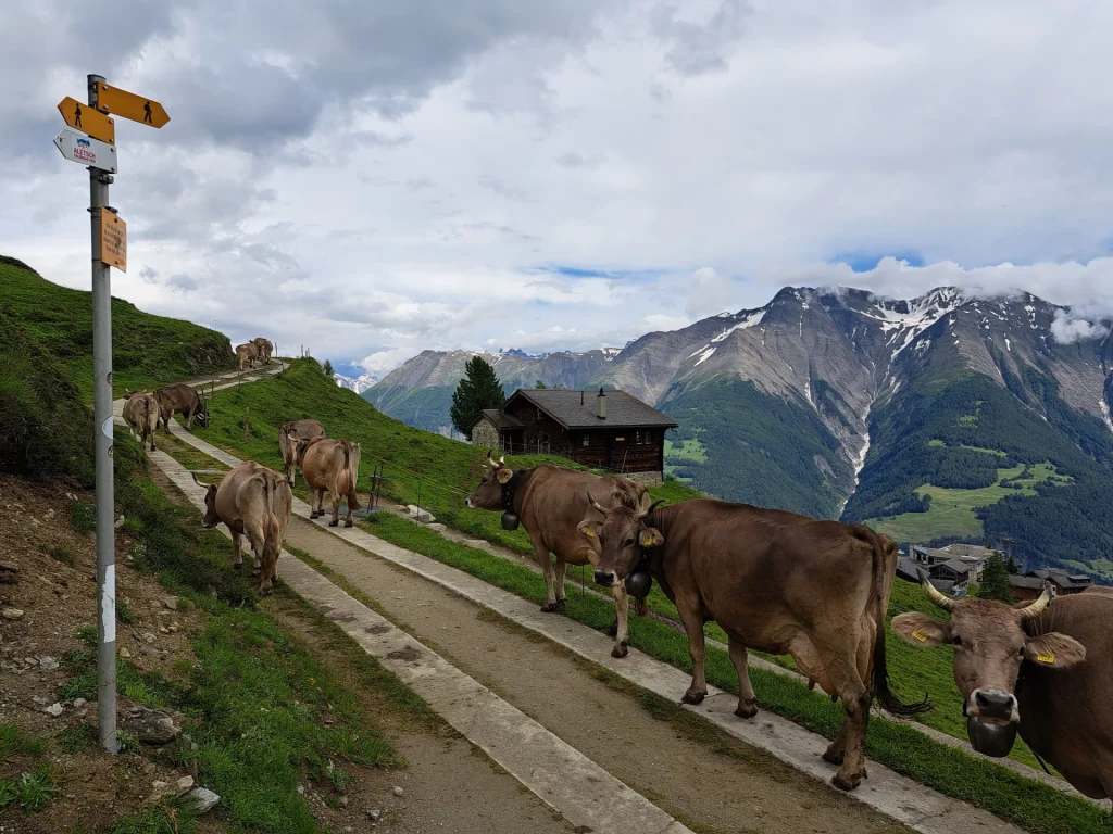 2024-Riederalp-lehmia2