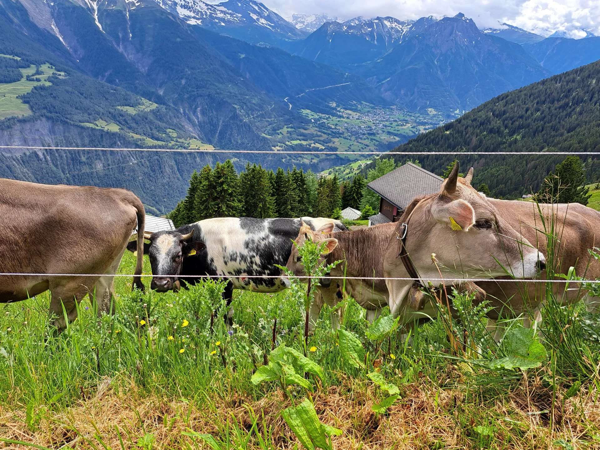 2024-Riederalp-lehmia